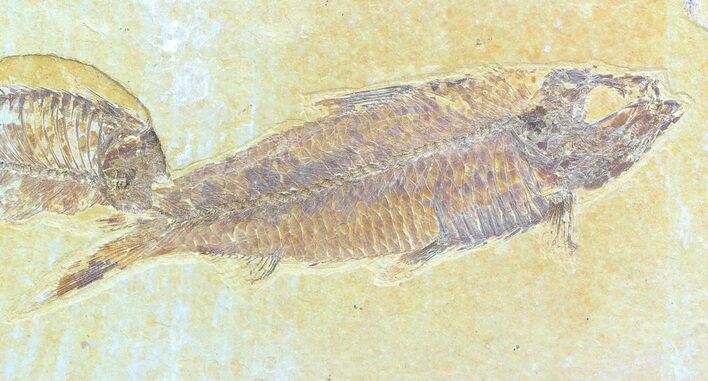 Detailed, Knightia Fossil Fish - Wyoming #50584